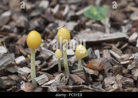 Bolbitius vitellinus mushrums auf einem Waldboden, Nahaufnahme Stockfoto