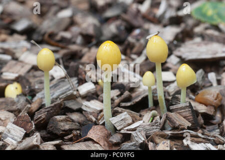 Bolbitius vitellinus mushrums auf einem Waldboden, Nahaufnahme Stockfoto