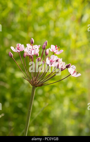 Blühende Butomus umbellatus, Rush, Marginal plant, Gartenteich, Sussex, UK, Juni. Stockfoto