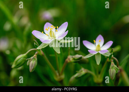 Mehr Meer spurrey Spergularia media Stockfoto