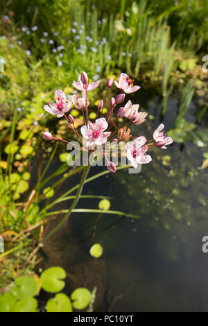 Blühende Butomus umbellatus, Rush, Marginal plant, Gartenteich, Sussex, UK, Juni. Stockfoto