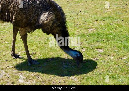 Die australische Tierwelt: Schön und neugierig Braun wwu Close-up in einem Park in Victoria (Australien) in der Nähe von Melbourne Stockfoto