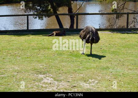 Die australische Tierwelt: Schön und neugierig Braun wwu Close-up in einem Park in Victoria (Australien) in der Nähe von Melbourne Stockfoto