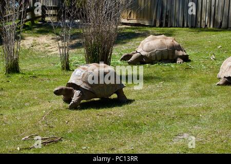 Alte Riesenschildkröten Familie mit Brown Shell in Victoria (Australien) in der Nähe von Melbourne, in der Sonne zu liegen in einem üppigen, grünen Rasen Stockfoto