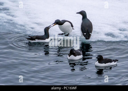 Brünnich's Trottellummen (Uria lomvia) auch als Dicke bekannt-billed murres auf dem Eis in Svalbard. Stockfoto