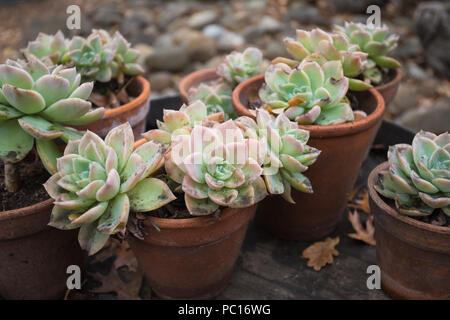 Echeveria Sukkulenten in kleine Tongefäße auf Holz- Oberfläche Stockfoto