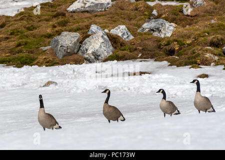 Vier Kanadagänse (Branta canadensis) stehen im Schnee in Spitzbergen, Norwegen. Stockfoto