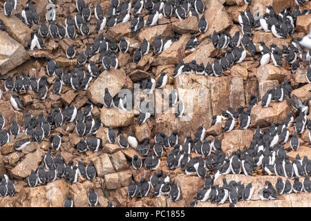 Brünnich's Trottellummen (Uria lomvia) auch als Dicke bekannt-billed murres auf ihre Nistplätze auf der Klippe am Alkefjellet in Svalbard. Stockfoto