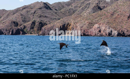 Pygmy Erwachsenen Munk Teufelsrochen, Mobula munkiana, Springen in der Nähe von Isla Danzante, Baja California Sur, Mexiko. Stockfoto