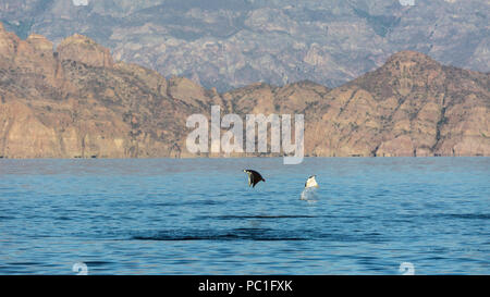 Pygmy Erwachsenen Munk Teufelsrochen, Mobula munkiana, Springen in der Nähe von Isla Danzante, Baja California Sur, Mexiko. Stockfoto