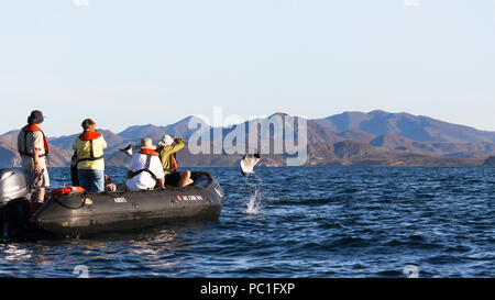 Pygmy Erwachsenen Munk Teufelsrochen, Mobula munkiana, Springen in der Nähe von Sternzeichen, Isla Danzante, BCS, Mexiko. Stockfoto