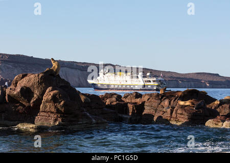 Die lindblad Expeditions Schiff National Geographic Sea Lion in Baja California Sur, Mexiko. Stockfoto