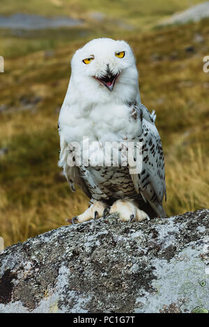 Schneeeule, Wissenschaftlicher Name: bubo Scandiacus Flechten bedeckt, auf einem Felsen, mit gelben Augen und komischen Ausdruck. Nach vorne zeigt. Porträt Stockfoto