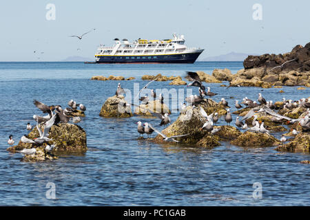 Die lindblad Expeditions Schiff National Geographic Sea Lion in Baja California, Mexiko. Stockfoto