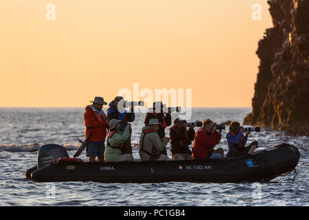 Fotografen in einem Tierkreis im Los Islotes, Baja California Sur, Mexiko. Stockfoto