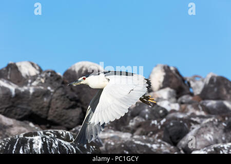 Nach schwarz-gekrönten Nachtreiher, Nycticorax nycticorax, im Flug, Isla Rasa, Baja California, Mexiko. Stockfoto