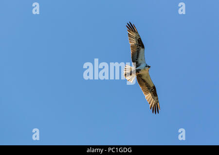 Nach westlichen Fischadler, Pandion haliaetus, mit Fisch, Gull Rock, Baja Halbinsel, BCS, Mexiko. Stockfoto