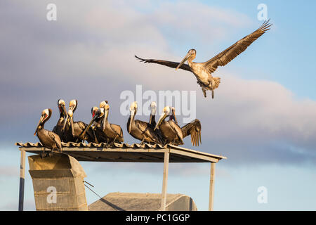 Brauner Pelikan, Pelecanus occidentalis, Fischerboot, San Carlos, BCS, Mexiko. Stockfoto