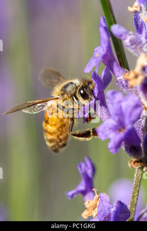 Eine Honigbiene, Apis, auf einem Lavendel Blume im Norden von Idaho. Stockfoto