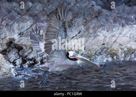 Brauner Pelikan, Pelecanus occidentalis, im Flug, Isla San Pedro Martir, Baja California, Mexiko. Stockfoto