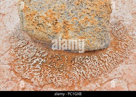 Salt Flats im Grosbeak See - mit Salz - geätzt Findling, Wood Buffalo National Park, Alberta, Kanada Stockfoto