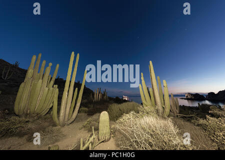 Mexikanische Riese Cardon, Pachycereus pringlei, nachts, Isla Santa Catalina, Baja California Sur, Mexiko. Stockfoto