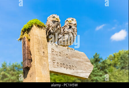 Zwei kleine Eulen hoch oben auf einem öffentlichen Fußweg mit einem Schild mit hellblauem Himmel im Hintergrund. Wissenschaftliche Bezeichnung: Athene Noctua. Speicherplatz kopieren. Horizontal Stockfoto