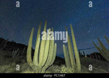 Mexikanische Riese Cardon, Pachycereus pringlei, nachts, Isla Santa Catalina, Baja California Sur, Mexiko. Stockfoto