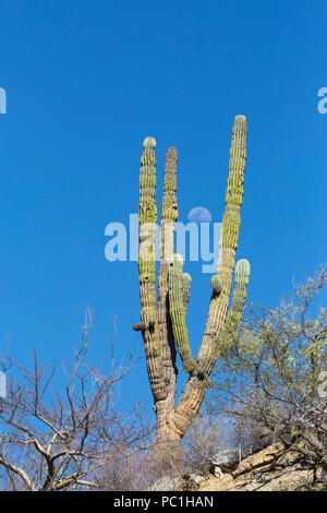 Mexikanische Riese Cardon, Pachycereus pringlei, mit Mond, Isla San Jose, Baja California Sur, Mexiko. Stockfoto