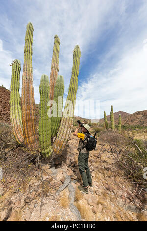 Fotograf mit mexikanischen Riese Cardon, Pachycereus pringlei, Isla San Esteban, Baja California, Mexiko. Stockfoto