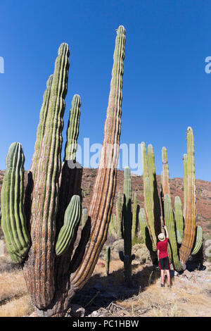 Fotograf mit mexikanischen Riese Cardon, Pachycereus pringlei, Isla San Esteban, Baja California, Mexiko. Stockfoto