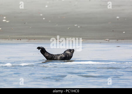 Unbeaufsichtigte Harbour seal Pup, Phoca vitulina, San Ignacio Lagoon, Baja California Sur, Mexiko. Stockfoto