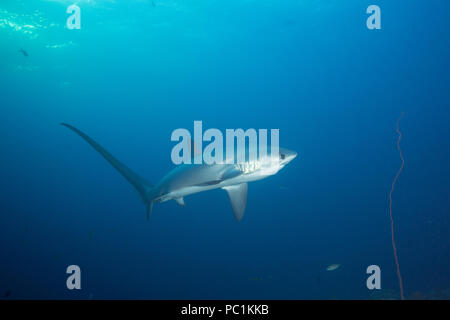 Männliche Fuchshai shark oder Fox Shark, Alopias pelagicus, Monad Shoal, Malapascua, Cebu, Philippinen (Visayan Sea, Westlicher Pazifik) Stockfoto