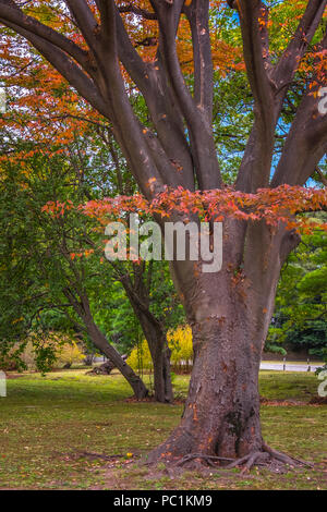 Hamarikyu (auch Hama Rikyu) Ältesten japanischen Garten und modernen Wolkenkratzern von Shiodome, Chuo Bezirk, Tokyo, Region Kanto, Insel Honshu, Japan Stockfoto