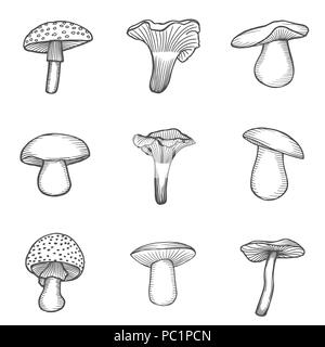 Chanterelle Pilzen handgezeichnete Illustrationen. Skizze essen Zeichnung auf weißem Hintergrund. Bio Vegetarische Produkt. Großartig für Menü, Label, Pr Stockfoto