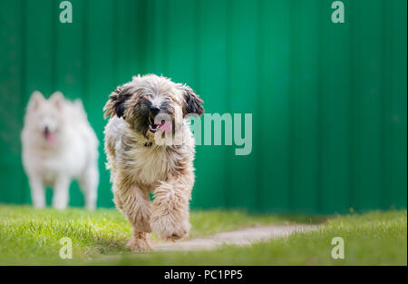 tibetischen Terrier und Samojede spielen im Hof Stockfoto