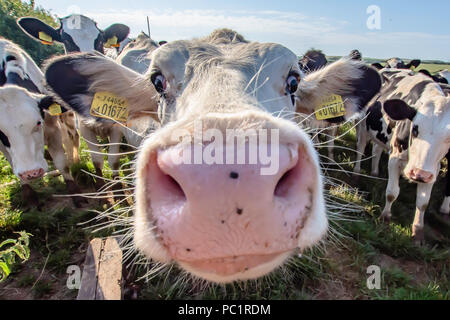 Weiße Kuh Nahaufnahme Portrait auf der Weide. Farm Animal in die Kamera schaut mit Weitwinkelobjektiv. Lustig und adorable animals. Rinder Uk. Lustige Kühe. Stockfoto