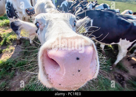 Weiße Kuh Nahaufnahme Portrait auf der Weide. Farm Animal in die Kamera schaut mit Weitwinkelobjektiv. Lustig und adorable animals. Rinder Uk. Lustige Kühe. Stockfoto