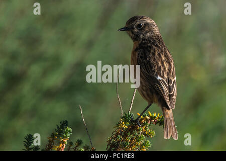 Sitzung Europäische schwarzkehlchen Saxicola rubicola in Spanien Stockfoto
