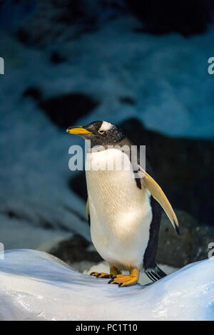 Single Gentoo Pinguin stehend auf Eis und Schnee in FORNT von Steinen und Eis. Stockfoto