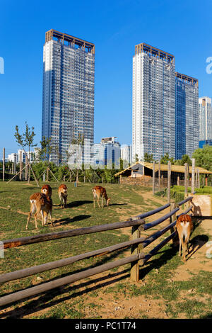 Songdo Central Park ist ein öffentlicher Park im Songdo Bezirk von Incheon, Südkorea. Stockfoto