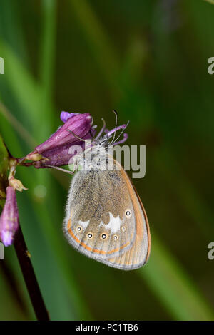 Chestnut Heide Schmetterling (Coenonympha Glycerion) Erwachsenen in Ruhe auf Blume, Estland, Juli Stockfoto