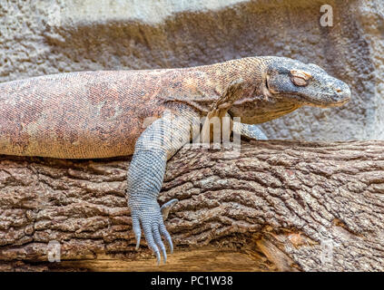 Komodo Dragon ruht auf einem Baumstamm Stockfoto