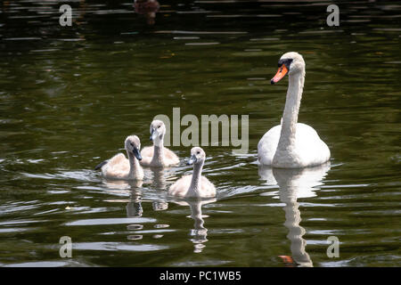 Mutter Schwan mit Cygnets auf dem Fluss Stockfoto