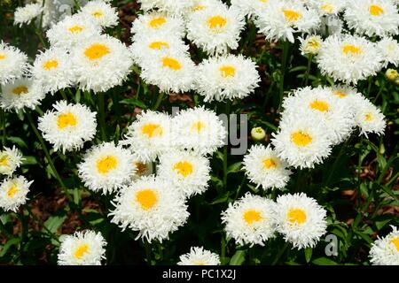 'Lilac Leucanthemum Engelina Marguerite Engelina Chrysanthemum maximum Engelina Shasta Daisy Flowers Stockfoto