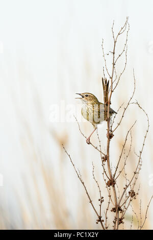 Gestreift Fieldwren singen von Barsch Stockfoto