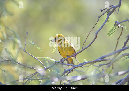 Cape Weaver Gebäude Nest in Camel Thorn Tree Stockfoto