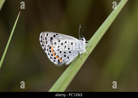 Östlichen Baton Blauer Schmetterling (Pseudophilotes vicrama) Erwachsenen auf Grashalm, Ansicht von der Unterseite der Flügel, Estland, Juli Stockfoto