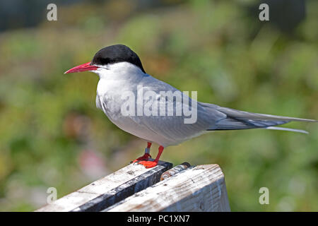 Single Küstenseeschwalbe Sterna Paradisaea Farne Islands Northumberland, Großbritannien Stockfoto