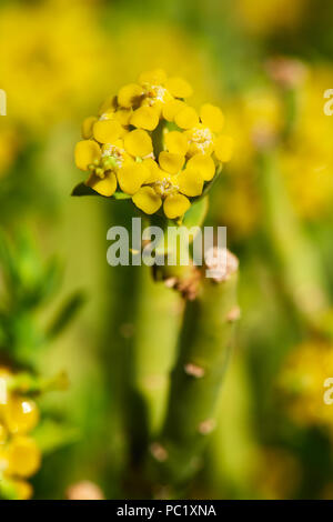 Euphorbia Mauritanica - Bleistift Milkbush Stockfoto